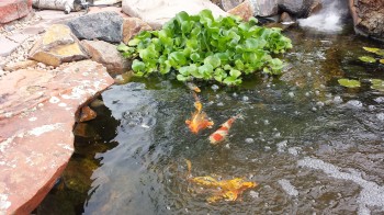 Just like humans your Koi will benefit from a healthy diet. A wide range of other foods that you might even have readily available in your own refrigerator. Fruits and vegetables such as Lettuces, Oranges, which are good sources of vitamin C essential for growth and reproduction. Do YOU like garlic?? guess what your Koi do too. A little minced fresh garlic mixed with their food will entice hand feeding and promote a healthy slime coat. These foods will excite and stimulate your fish and give you more enjoyment with your happy pets in your pond.