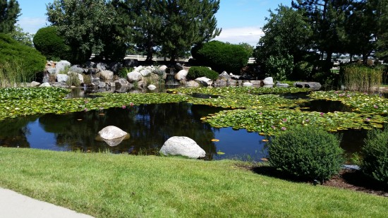 Commercial projects are big, but we handle those as well. All aquatic plants seen were earlier established by WOTR, and are continually maintained by us. Year in and year out.